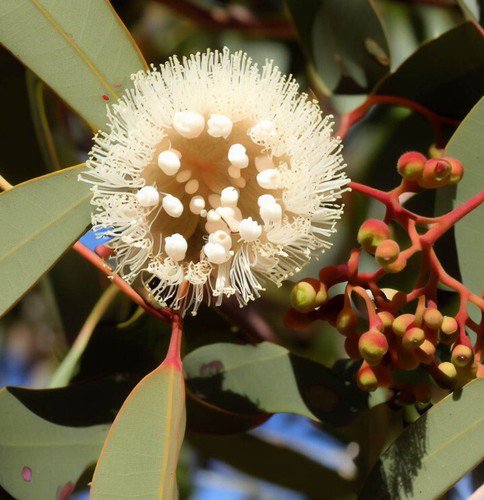 Eucalyptus Camaldulensis Red Gum River Red Gum Tree Seeds Showy Flowers Easy to Grow