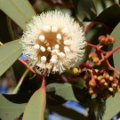 Eucalyptus Camaldulensis Red Gum River Red Gum Tree Seeds Showy Flowers Easy to Grow