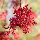 Pistacia Chinensis Cs Chinese Pistache Tree Seeds Gorgeous Fall Color Easy to Grow