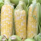 Serendipity Hybrid Bi Color Sweet Corn Zea Mays Corn Seeds Triple Sweet Easy to Grow