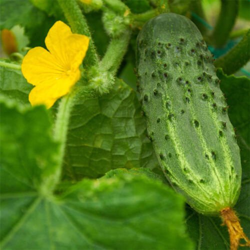 Bush Pickle F1 Cucumber Hybrid Cucumis Sativus Vegetable Seeds High Yield Easy to Grow