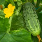 Bush Pickle F1 Cucumber Hybrid Cucumis Sativus Vegetable Seeds High Yield Easy to Grow