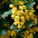 Mahonia Aquifolium Berberis Aquifolium Blue Barberry Tree Seeds Hardy Easy to Grow