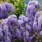 Wisteria Sinensis Chinese Wisteria Vine Seeds Sweet Fragrant Blooms Easy to Grow
