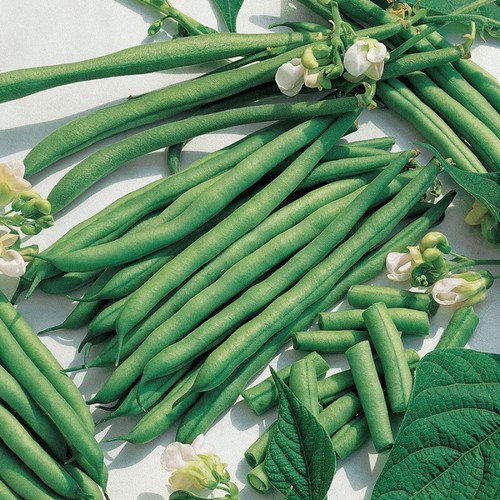 Kentucky Blue Pole Bean Phaseolus Vulgaris Vegetable Seeds Rich Sweet Flavor Easy to Grow