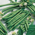 Kentucky Blue Pole Bean Phaseolus Vulgaris Vegetable Seeds Rich Sweet Flavor Easy to Grow
