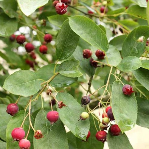 Amelanchier Ovalis Cs European Amelanchier Fruit Seeds Pretty Spring Flower Easy to Grow