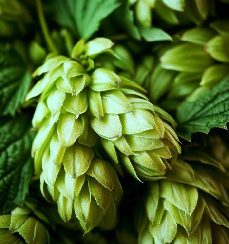 Humulus Lupulus Common Hops Beer Hops Hops Vine Seeds Adds Bittern Aroma Easy to Grow