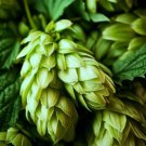 Humulus Lupulus Common Hops Beer Hops Hops Vine Seeds Adds Bittern Aroma Easy to Grow