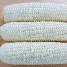 Argent Hybrid White Sweet Corn Se Zea Mays Corn Seeds High Yields Easy to Grow