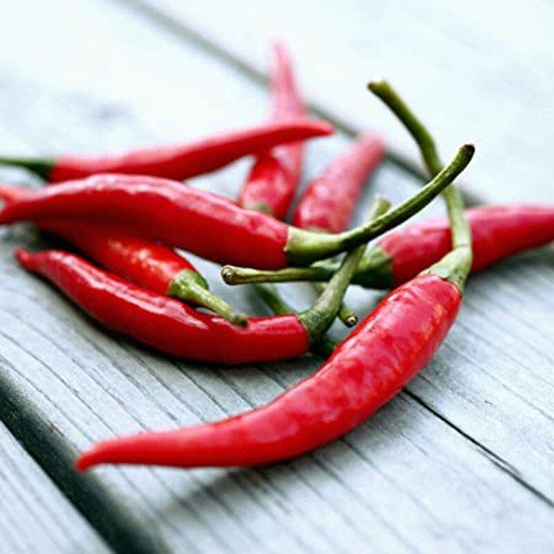 Cayenne Large Red Thick Pepper Hot Capsicum Annuum Vegetable Seeds Easy to Grow