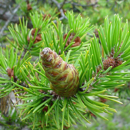 Pinus Banksiana Jack Pine Tree Seeds Short Stiff Needles Easy to Grow