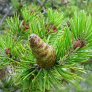 Pinus Banksiana Jack Pine Tree Seeds Short Stiff Needles Easy to Grow