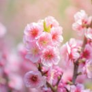 Prunus Triloba Flowering Almond Tree Seeds Sweet Scented Flowers Easy to Grow