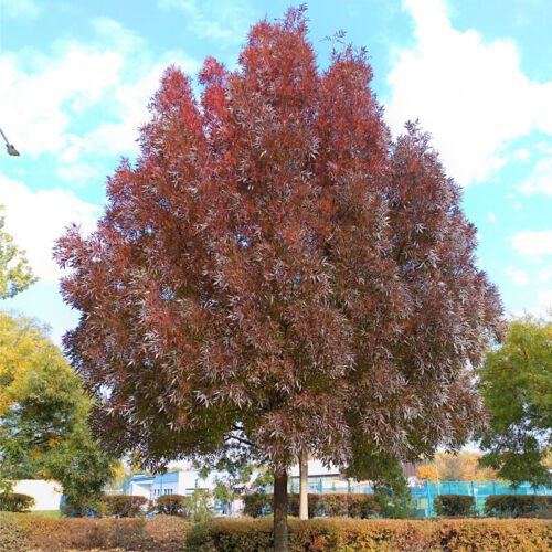 Fraxinus Angustifolia Narrowleaf Ash Tree Seeds Beautiful Autumn Display Easy to Grow