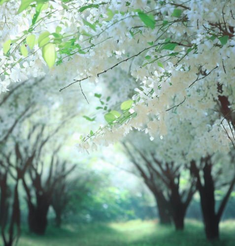 Styrax Obassia Fragrant Snowbell Tree Seeds Fragrant White Flowers Easy to Grow