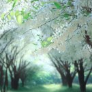 Styrax Obassia Fragrant Snowbell Tree Seeds Fragrant White Flowers Easy to Grow