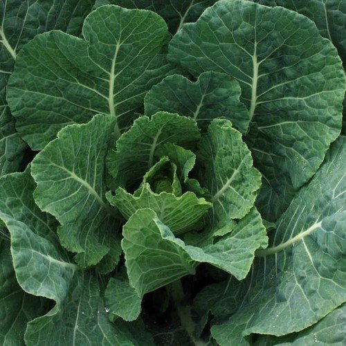 Vates Collard Brassica Oleracea Vegetable Seeds Long Harvesting Period Easy to Grow