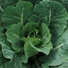 Vates Collard Brassica Oleracea Vegetable Seeds Long Harvesting Period Easy to Grow