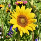 Helianthus Annuus 'Sunspot' Sunflower Dwarf Single Sunspot Flower Seeds Easy to Grow