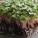 Red Arrow Red Stem Radish Sprouting Raphanus Sativus Vegetable Seeds Easy to Grow