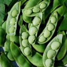 Cangreen Baby Bush Lima Bean Phaseolus Lunatus Vegeatable Seeds Easy to Grow