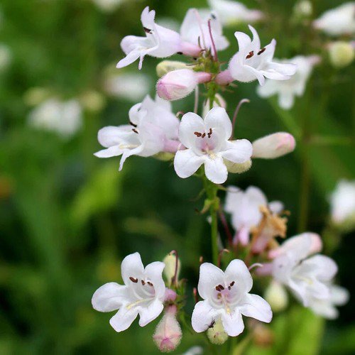 Penstemon Digitalis Smooth Penstemon Flower Seeds Eye Catching Appearance Easy to Grow