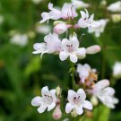Penstemon Digitalis Smooth Penstemon Flower Seeds Eye Catching Appearance Easy to Grow