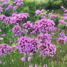 Verbena Bonariensis Purpletop Vervain Flower Seeds Showy Delicate Flowers Easy to Grow