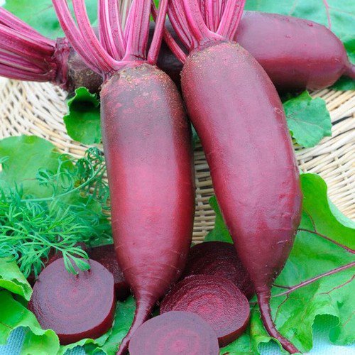 Cylindra Beet Beta Vulgaris Vegetable Seeds Fine Textured Tender Flesh Easy to Grow