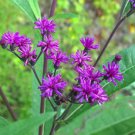 Vernonia Fasciculata Prairie Ironweed Flower Seeds Delicate Blooms Easy to Grow
