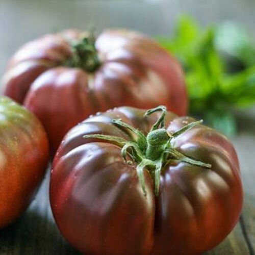 Brandywine Black Standard Slicing Lycopersicon Esculentum Tomato Seeds Easy to Grow