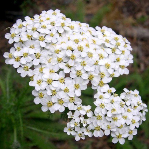 Achillea Millefolium Occidentali Western Yarrow Flower Seeds Drought Tolerant Easy to Grow