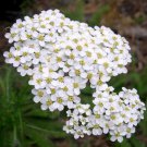 Achillea Millefolium Occidentali Western Yarrow Flower Seeds Drought Tolerant Easy to Grow