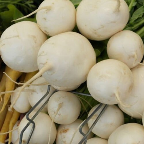 Shogoin Turnip Brassica Rapa Vegetable Seeds Distinctive Shape Easy to Grow