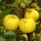 Malus Sylvestris French Crabapple Fruit Seeds Showy Fragrant Pink Flowers Easy to Grow