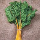 Orange Fantasia Swiss Chard Beta Vulgaris Cicla Vegetable Seeds  Maturing Easy to Grow