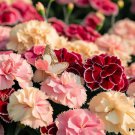 Dianthus Caryophyllus 'Chabaud Mix' Clove Carnation Flower Seeds  Easy to Grow