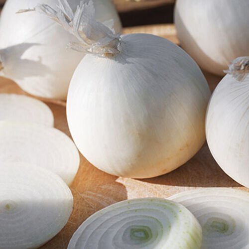 White Grano Onion Short Day Allium Cepa Vegetable Seeds Sweet Mild Flavor Easy to Grow