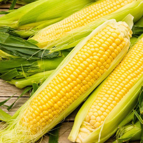 Bodacious Hybrid Yellow Sweet Corn Se Zea Mays Corn Seeds High Yields Easy to Grow