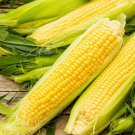 Bodacious Hybrid Yellow Sweet Corn Se Zea Mays Corn Seeds High Yields Easy to Grow