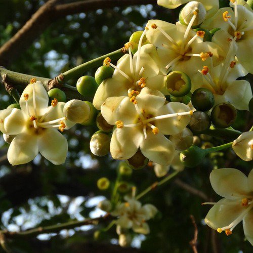 Ceiba Pentandra Kapok Tree Tree Seeds Giant Tree Wide Canopy Easy to Grow