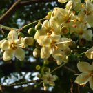 Ceiba Pentandra Kapok Tree Tree Seeds Giant Tree Wide Canopy Easy to Grow