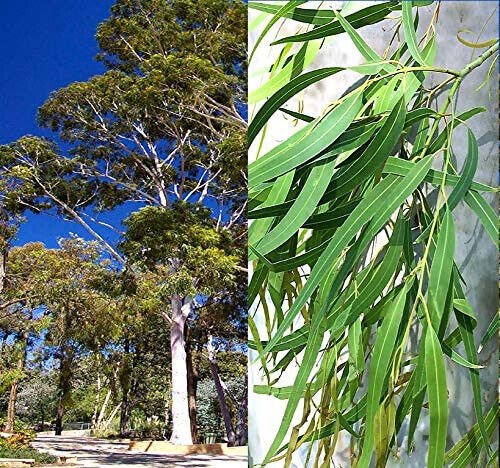 Eucalyptus Corymbia Citriodora Lemon Scented Gum Tree Seeds Aromatic Foliage Easy to Grow