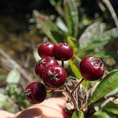 Aronia Prunifolia Cs Purple Fruited Aronia Tree Seeds Edible Berries Easy to Grow