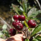 Aronia Prunifolia Cs Purple Fruited Aronia Tree Seeds Edible Berries Easy to Grow