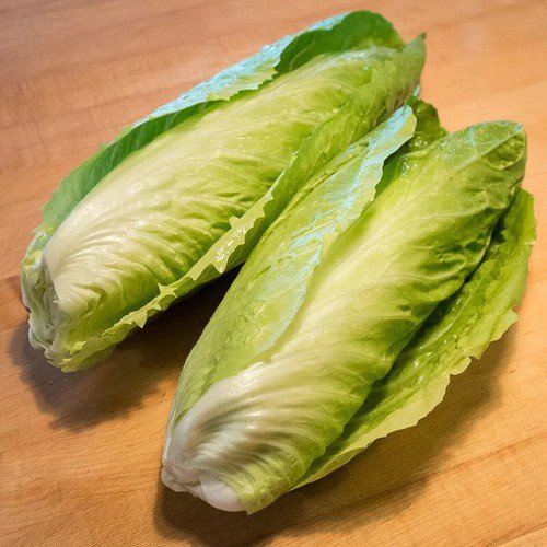 Sugar Loaf Endive Cichorium Cichorium Endivia Vegetable Seeds Winter Crop Easy to Grow