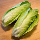 Sugar Loaf Endive Cichorium Cichorium Endivia Vegetable Seeds Winter Crop Easy to Grow