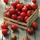 Large Red Cherry Pepper Hot Capsicum Annuum Vegetable Seeds Round Shape Easy to Grow
