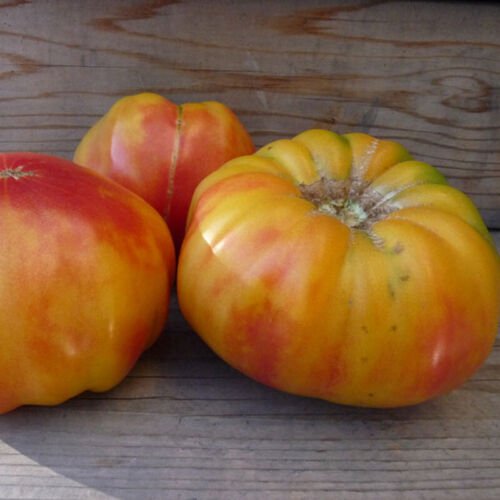 Old German Tomato Standard Slicing Lycopersicon Esculentum Tomato Seeds Easy to Grow